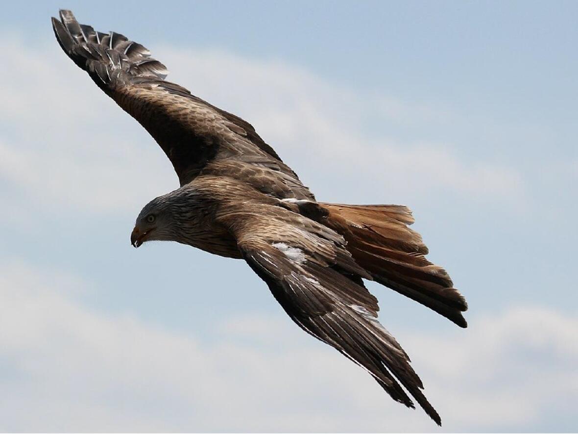 Hausgottesdienst im Advent: neue Gebetsvorlage 